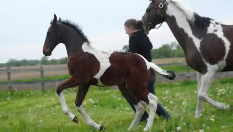 _MConverter.eu_3877be_750c0570d3e85ce882054bd2e09c2049