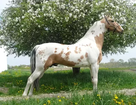 _MConverter.eu_3877be_a6d909944d97dd620329caeebb06d104 (1)